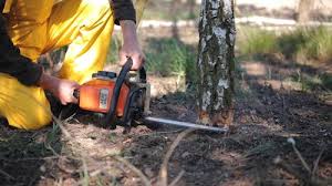 Best Tree Risk Assessment  in Meadow Vista, CA