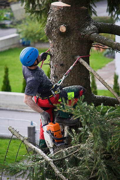 Best Tree Trimming and Pruning  in Meadow Vista, CA